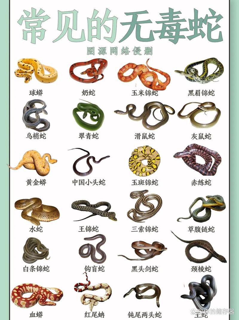 蛇都有什么品种_警惕！别被无毒蛇外观或传说骗了，剧毒蛇要远离