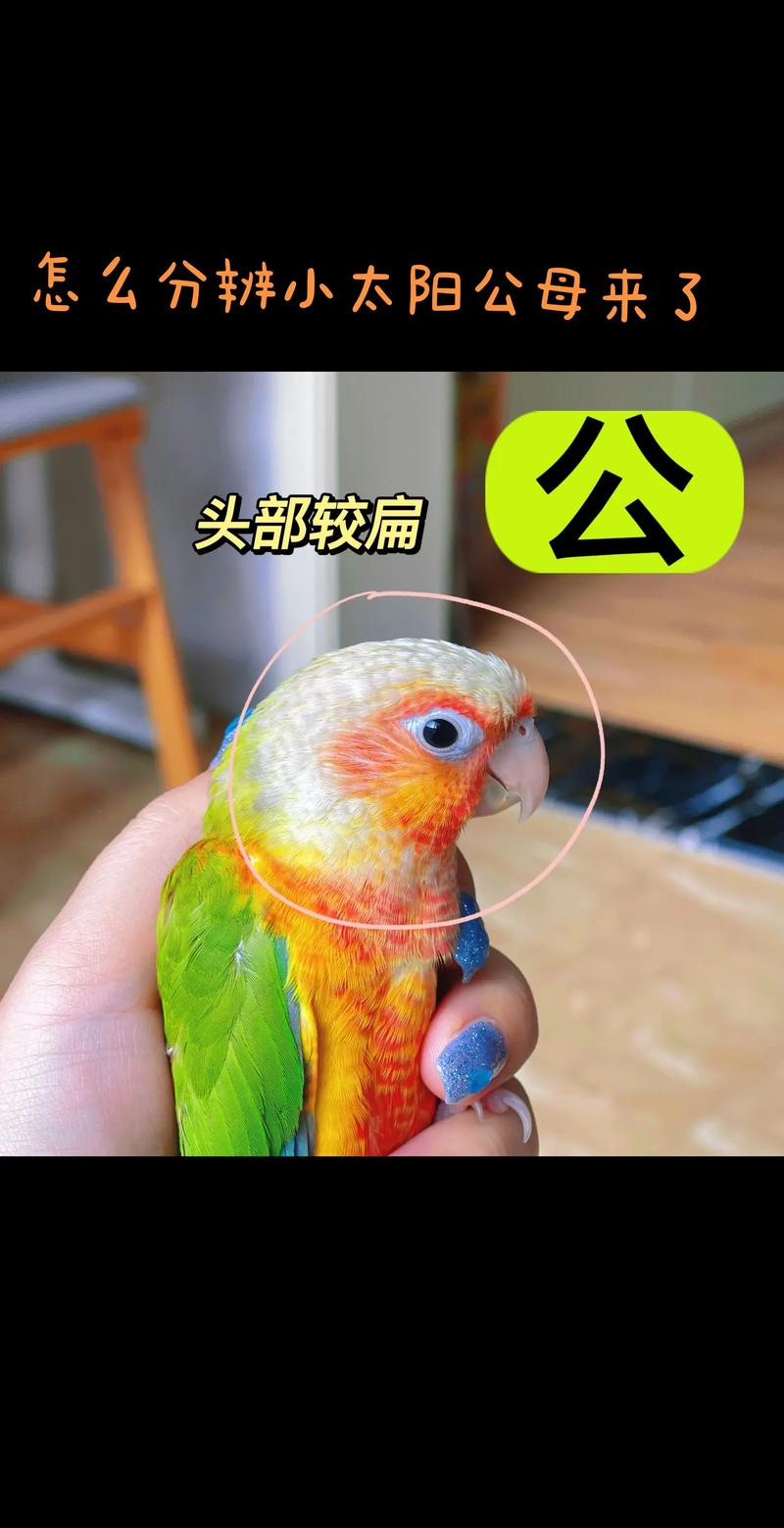 小太阳鹦鹉繁殖要求_何时配对与注意事项