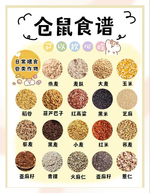 仓鼠日常吃什么食物_五谷杂粮主食,蔬果蛋坚果辅食 仓鼠日常吃什么食物_五谷杂粮主食,蔬果蛋坚果辅食