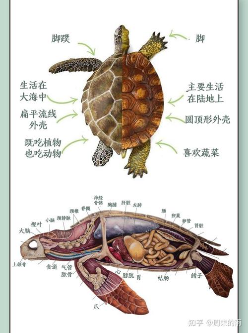 海龟属于两栖动物吗_海洋爬行动物,用肺呼吸,需上陆产卵 海龟属于两栖动物吗_海洋爬行动物,用肺呼吸,需上陆产卵