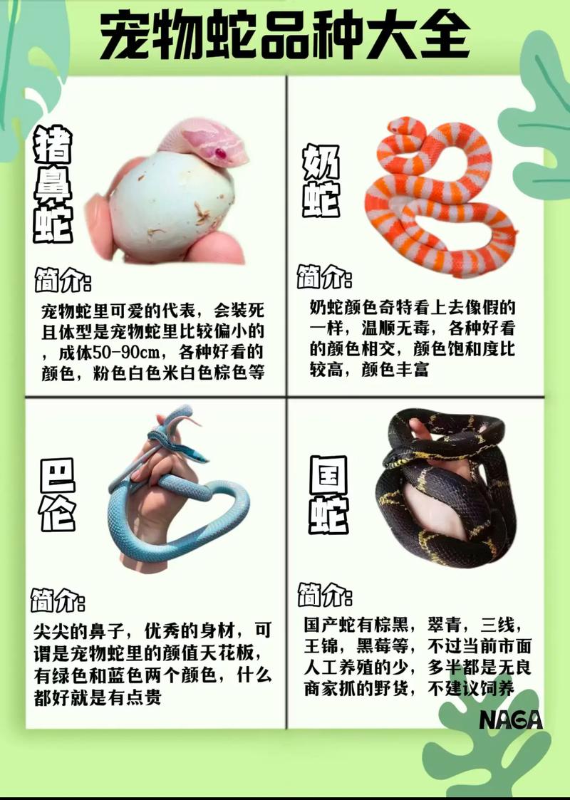 40种蛇图片大全_澳洲最毒最常见，毒性极强但现代医疗可救命