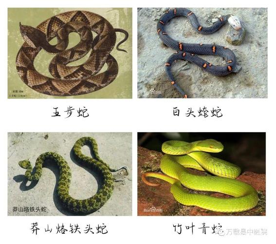 40种蛇图片大全_澳洲最毒最常见，毒性极强但现代医疗可救命