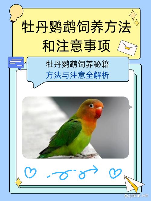 室内能养鹦鹉吗_养室内鹦鹉需注意健康和环境，阳台饲养较好，驯化可减少噪音，但互动性不强，饲养需注意清洁安全