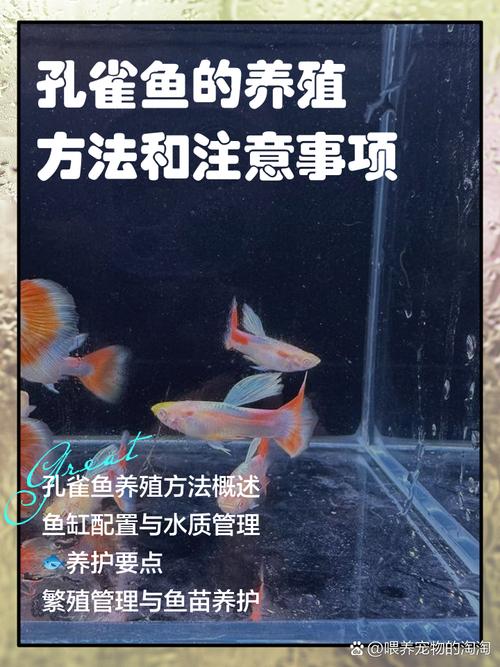 养鱼的技术与方法_选对鱼缸管好水，科学喂食鱼才壮！