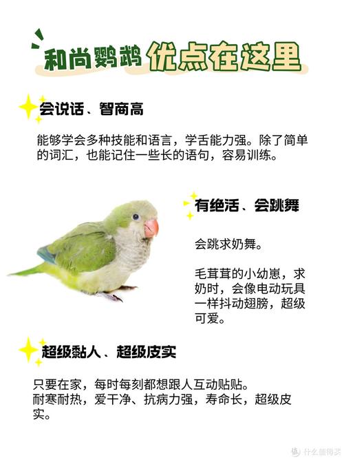 和尚鹦鹉的饲养方法和注意事项_选对笼子，均衡饮食，多互动，保健康
