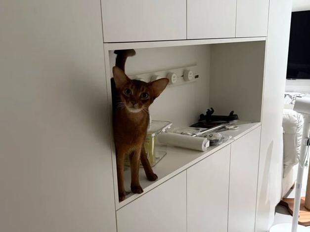 扫地机器人追着小猫玩，猫主子当它是便便躲