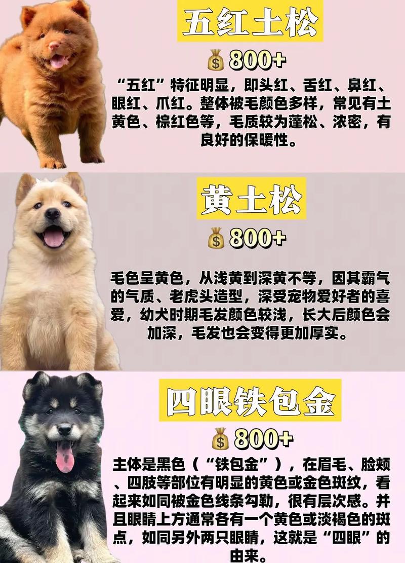 看家护院犬十大排名，看家犬怎么选？德国牧羊犬中华田园犬推荐！