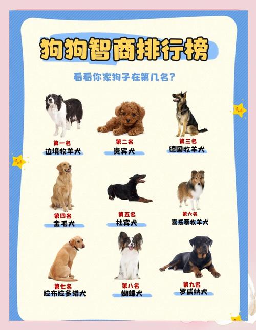 十大最聪明小型犬排名，聪明小狗好养活，粘人有趣生活妙！