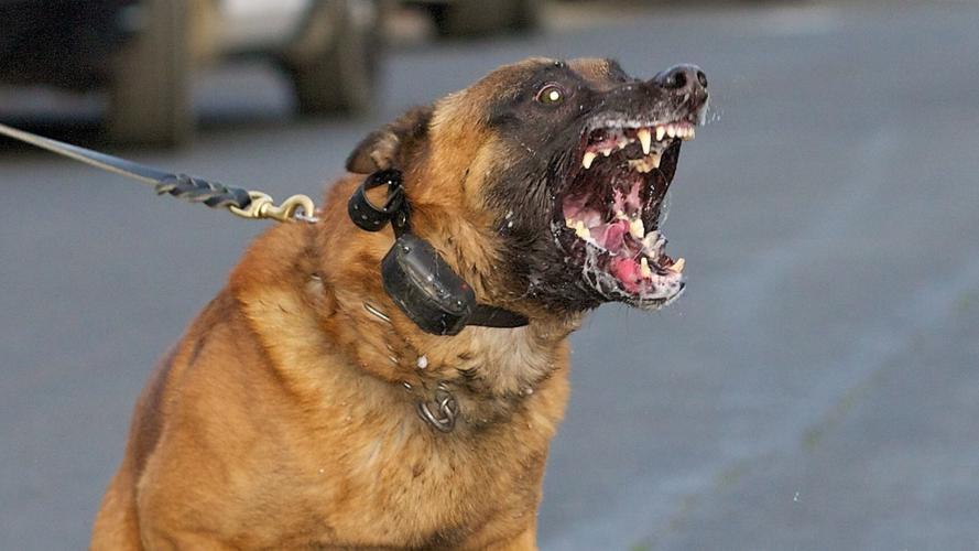 恶犬by难以咽下,林家少爷荒岛重生复仇记 恶犬by难以咽下,林家少爷荒岛重生复仇记