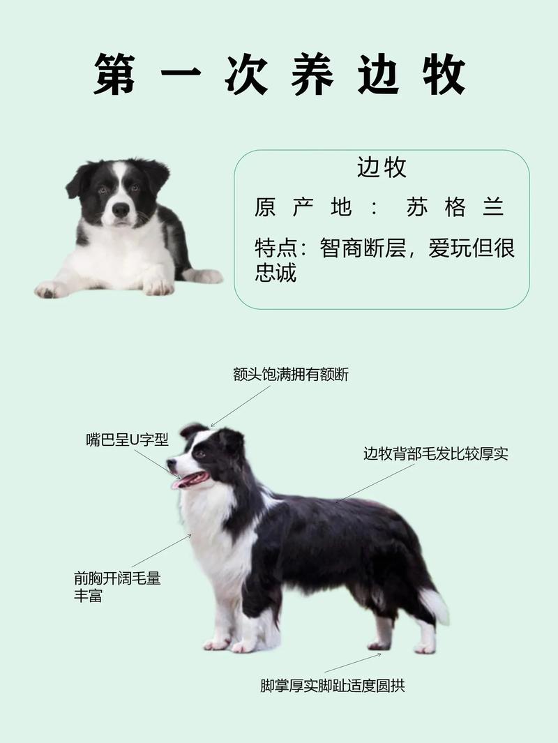 边牧都是戴孝犬的吗，边牧白毛不吉利？那是老观念！
