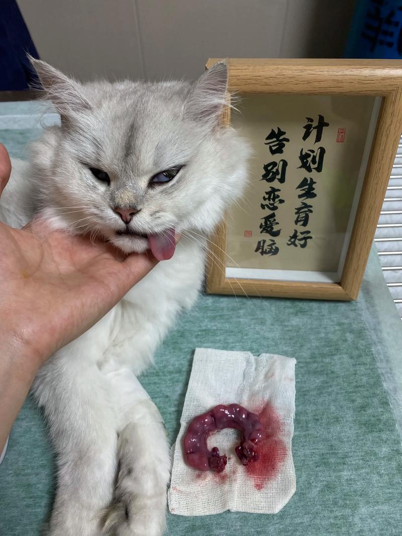 母猫放弃小猫的表现，母猫不照顾小猫怎么办？