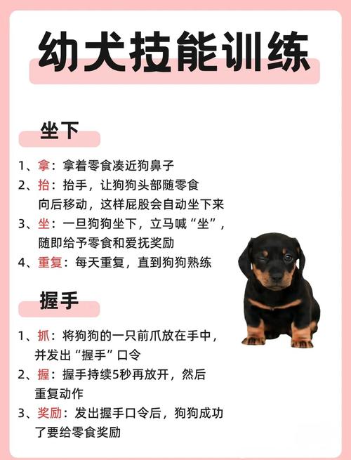 狗狗笼内训练方法，打造安心小窝