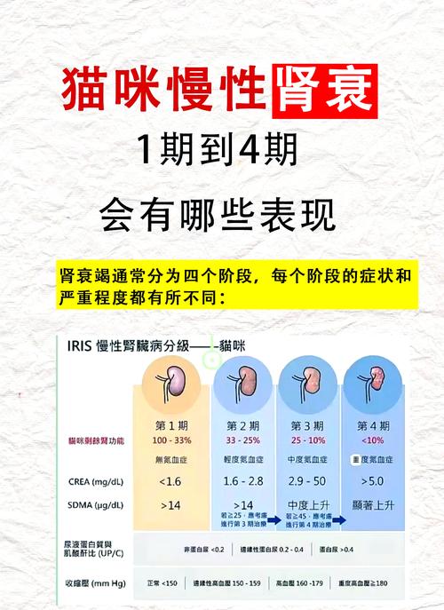 猫咪肾衰拒食能活多久,猫咪突然不吃东西怎么办? 猫咪肾衰拒食能活多久,猫咪突然不吃东西怎么办?