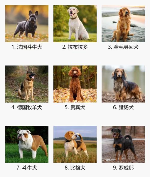 那种狗好养,金毛拉布拉多好养但掉毛,小型犬需细心照顾负责任养宠,享受快乐时光 那种狗好养,金毛拉布拉多好养但掉毛,小型犬需细心照顾负责任养宠,享受快乐时光
