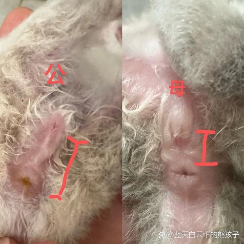 猫咪公母最简单辨认图，肛门看分明，小猫公母辨