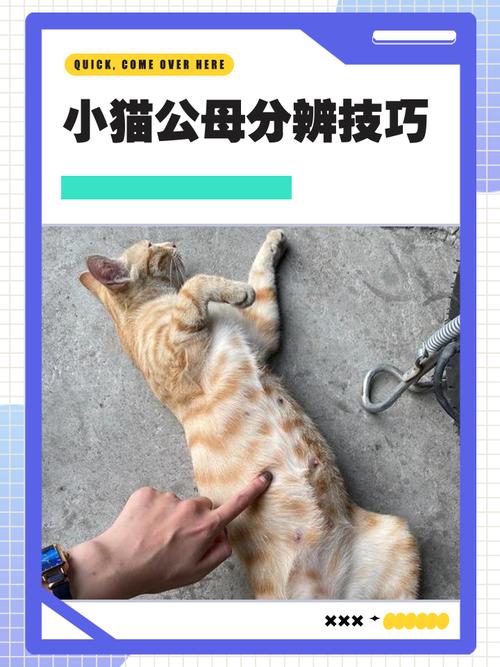 猫咪公母最简单辨认图，肛门看分明，小猫公母辨