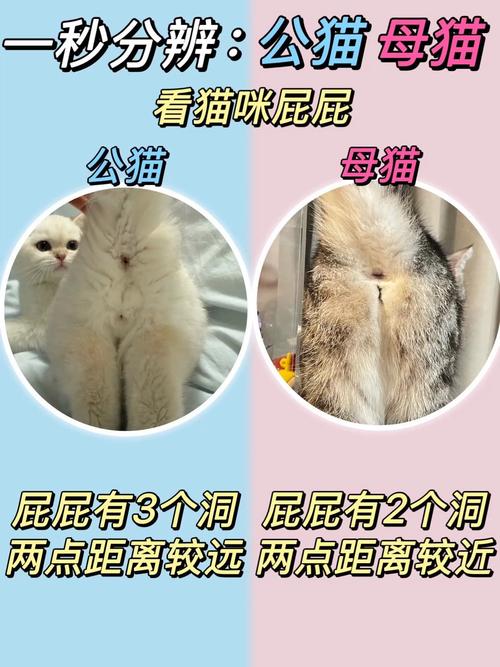 猫咪公母最简单辨认图，肛门看分明，小猫公母辨