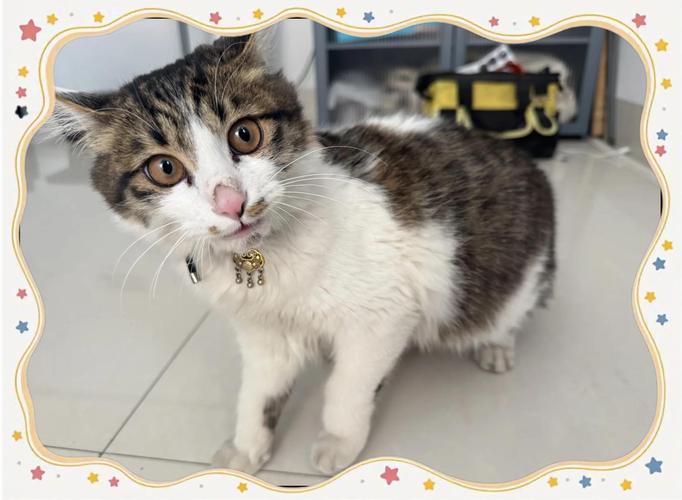 狸花猫公母最明显特征，狸花猫公母看尾巴，屁股形状是关键！