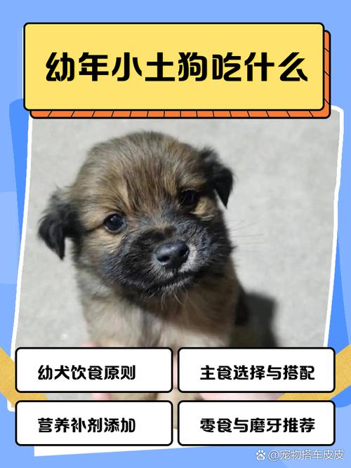 刚断奶的土狗吃什么，新手养土狗，肠胃娇嫩喂食要注意！