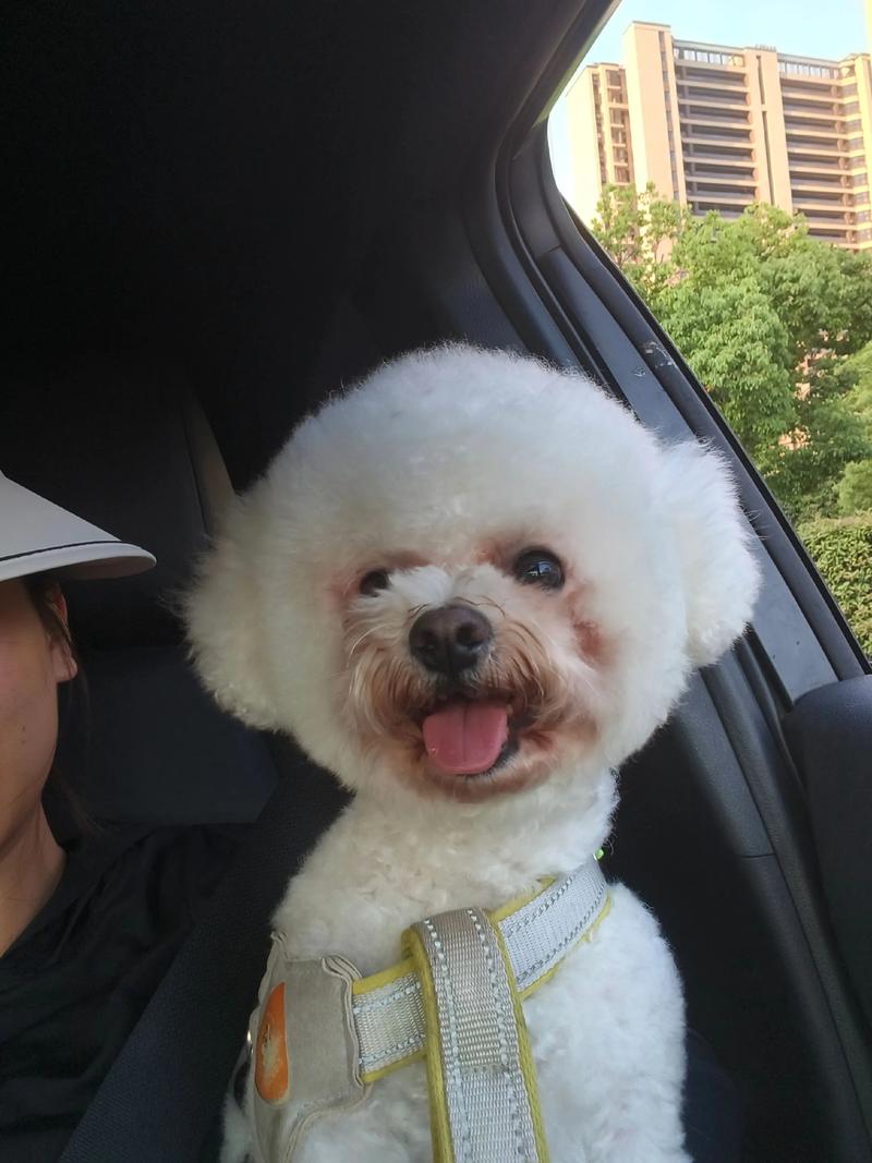 养完白狗运气特别不好，养狗别信迷信，颜色不重要，善良最关键