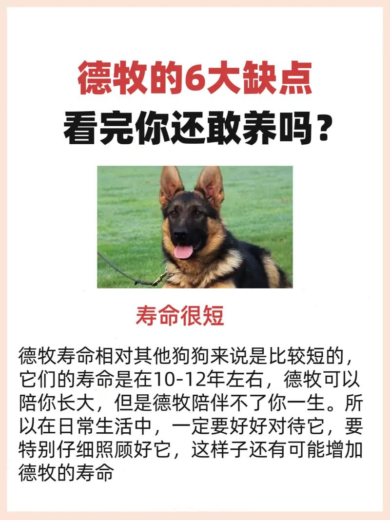 为什么父母不养狗,毛发伤家具过敏,父母怎会同意? 为什么父母不养狗,毛发伤家具过敏,父母怎会同意?