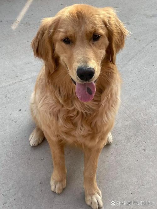 金毛犬最恨三个主人，金毛需陪伴，别打骂溺爱，规范爱护它