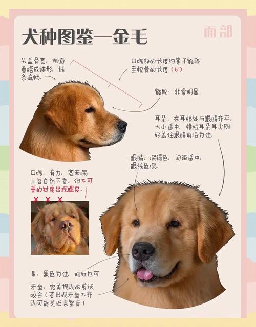 金毛和柴犬哪个好养，哪个更适合你家？