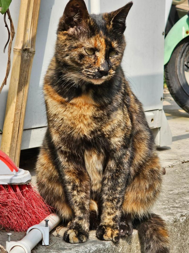 玳瑁和黑猫能生出什么猫，玳瑁猫为啥是母的？基因揭秘黑白配