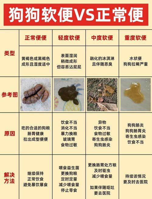 小狗要几个月才不会到处拉屎，小狗几个月能定点上厕所？8-16周黄金期，耐心引导最重要！