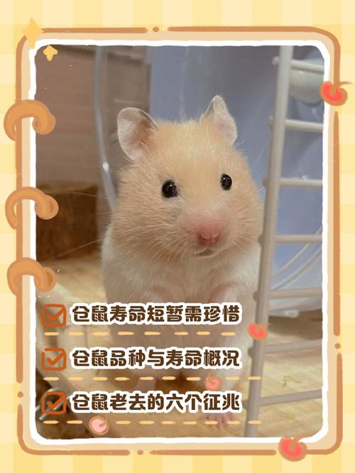 仓鼠不吃不喝几天会死，仓鼠饿水致命，主人得靠谱