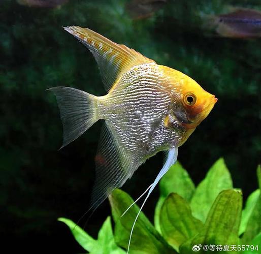 天使鱼算热带鱼吗,天使鱼漂亮好养吗?新手慎入 天使鱼算热带鱼吗,天使鱼漂亮好养吗?新手慎入