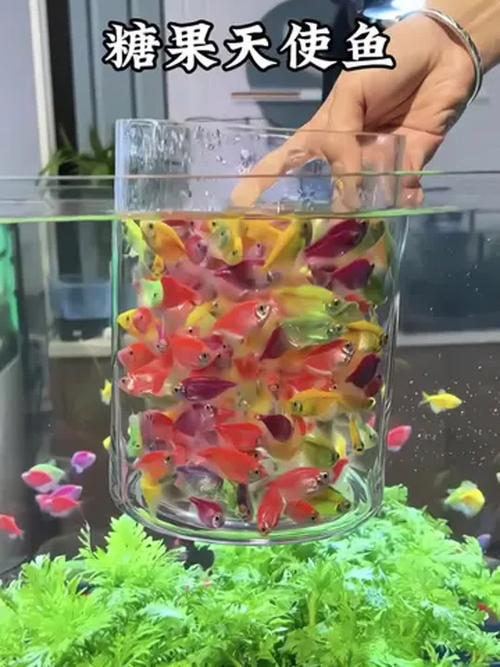 彩天使鱼是热带鱼吗，彩天使鱼水养技巧与混养攻略
