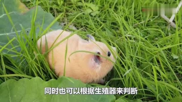 小仓鼠发情期有什么表现,小仓鼠发情期症状及繁殖须知 小仓鼠发情期有什么表现,小仓鼠发情期症状及繁殖须知
