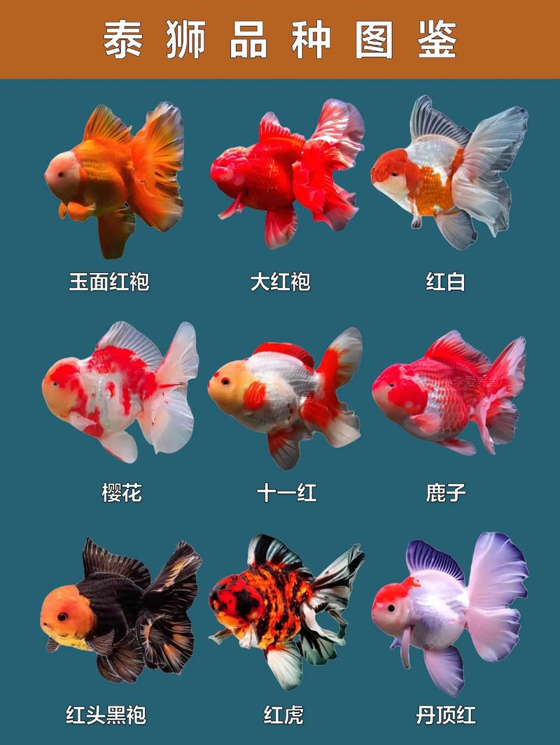 泰狮是冷水鱼还是热水鱼,泰狮鱼偏冷水,混养选小型,水质要调好_宠物资讯 - 91宠物网