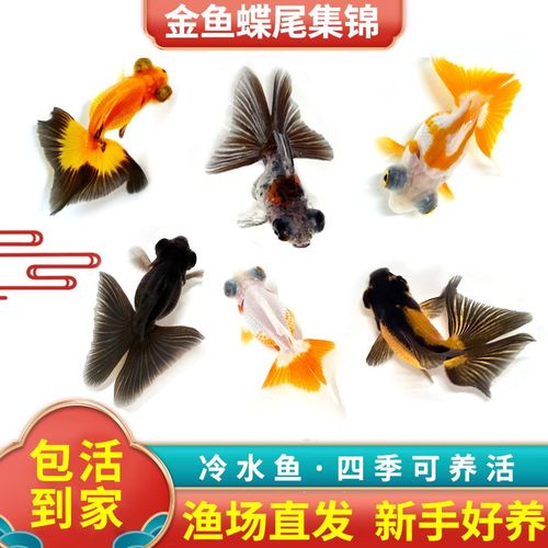 鎏金鱼是冷水鱼吗,鎏金鱼好养吗?颜色鲜艳易打理 鎏金鱼是冷水鱼吗,鎏金鱼好养吗?颜色鲜艳易打理