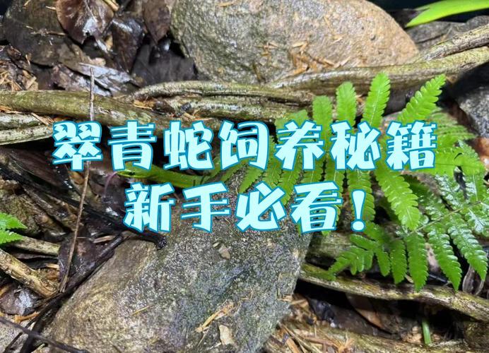 翠青蛇适合新手养吗，翠青蛇好看难养，新手慎选！