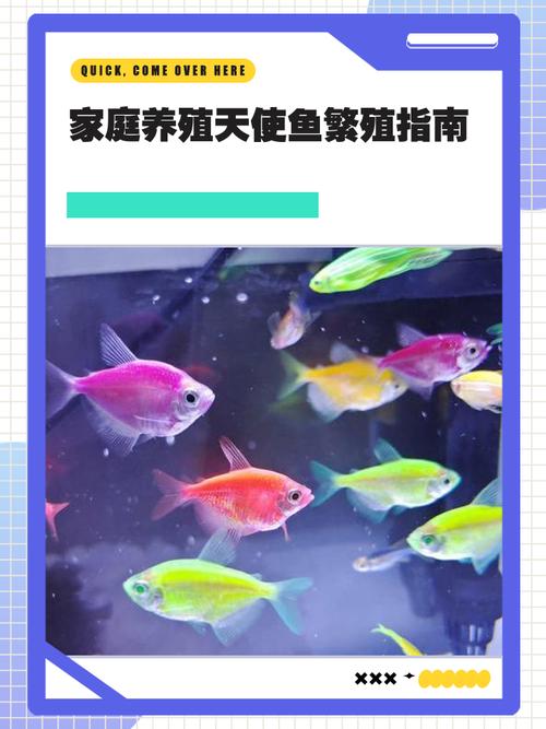 天使鱼10度会冻死吗,天使鱼优雅好养?错!控温喂食要注意! 天使鱼10度会冻死吗,天使鱼优雅好养?错!控温喂食要注意!
