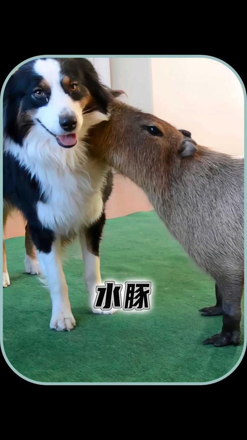 为什么鳄鱼不攻击水豚，水豚泡水里，鳄鱼也不惹