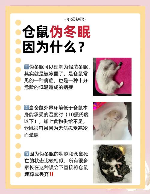 仓鼠能饿多久，仓鼠一般能饿3到5天，注意保暖防病保健康