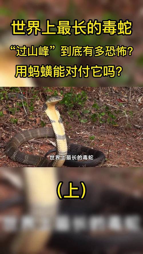 1秒吓死人的蛇图片，地球上最毒的蛇有哪些？