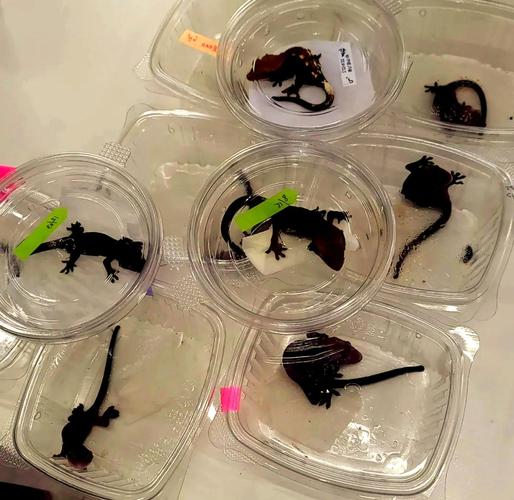 爬宠鄙视链,猫狗鄙视爬宠?养啥都凭爱,尊重每一种热爱 爬宠鄙视链,猫狗鄙视爬宠?养啥都凭爱,尊重每一种热爱