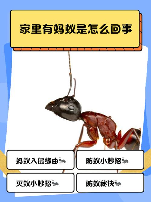 蚂蚁会在很远的地方饿死吗，蚂蚁靠气味认路，迷路难存活