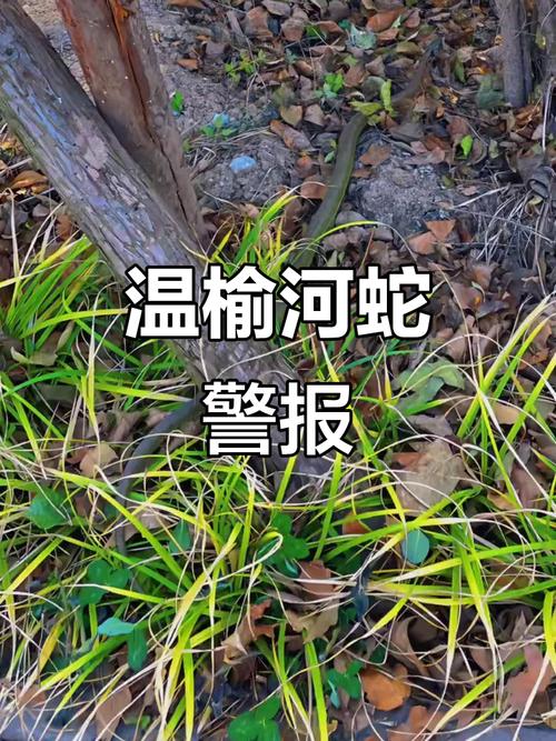 邻居举报养蛇，邻里矛盾酿成惊魂一幕