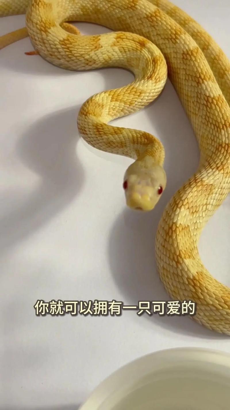 我养的宠物蛇想当男主人,我家蛇子好像要造反了,咋办? 我养的宠物蛇想当男主人,我家蛇子好像要造反了,咋办?