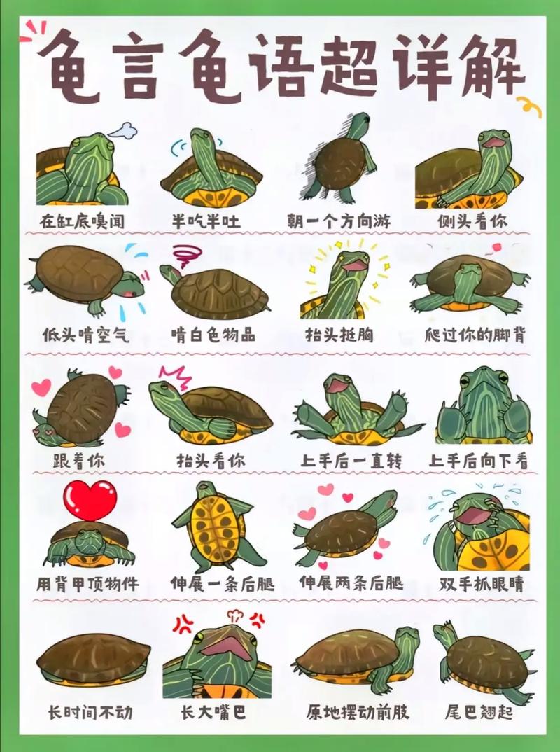 我家龟龟爱笑，你家的呢？