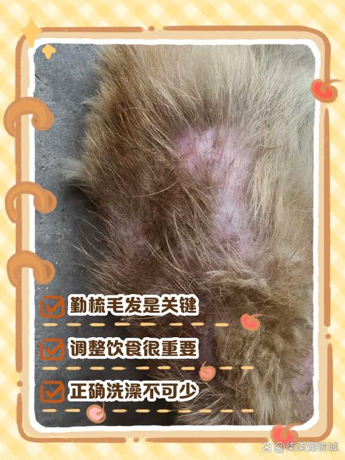 狗狗掉毛多?季节正常,营养梳洗好! 狗狗掉毛多?季节正常,营养梳洗好!