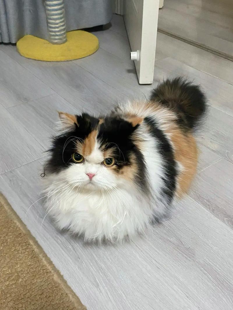 我家三花猫太粘人了,简直是个小机灵鬼! 我家三花猫太粘人了,简直是个小机灵鬼!
