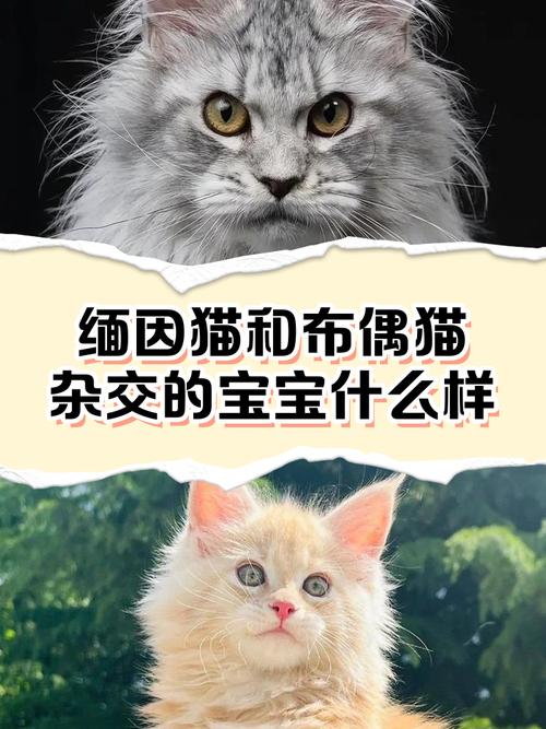 流浪猫获救后与缅因猫的温馨故事