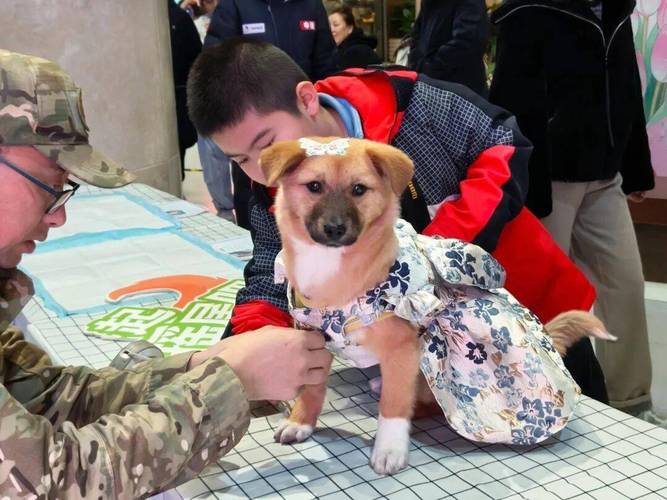 甘肃3功勋搜救犬退休，兰州市民可免费领养！