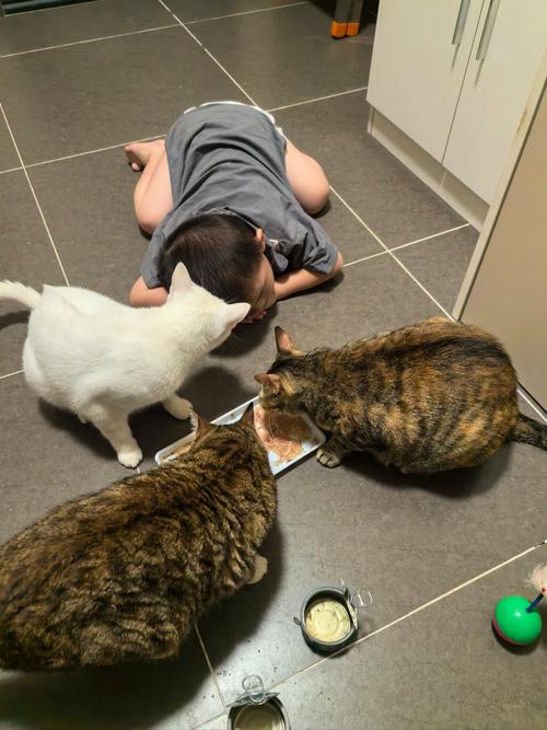 和猫咪玩躲猫猫超有趣！